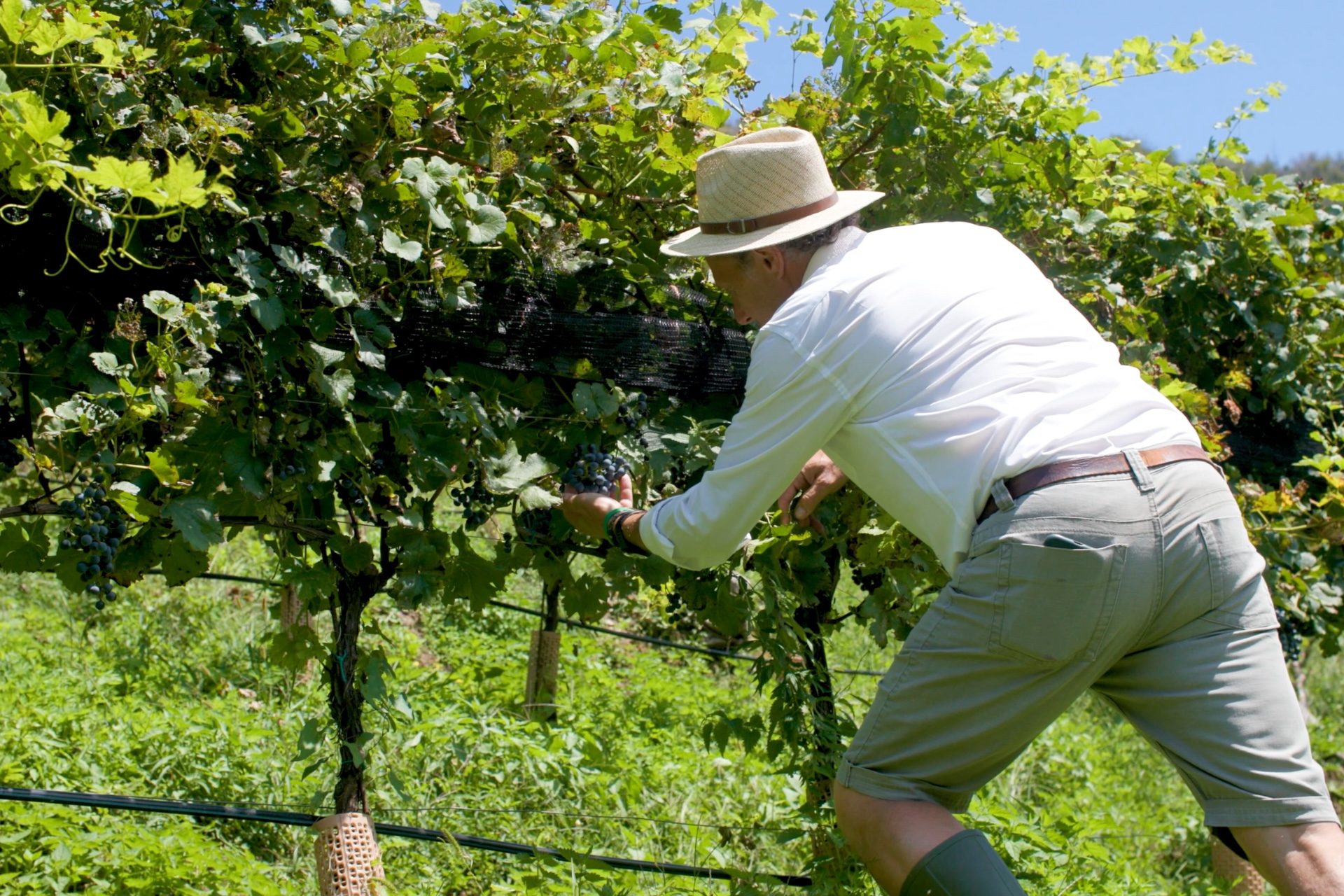 Discover Como? Wine Not - Como 1907