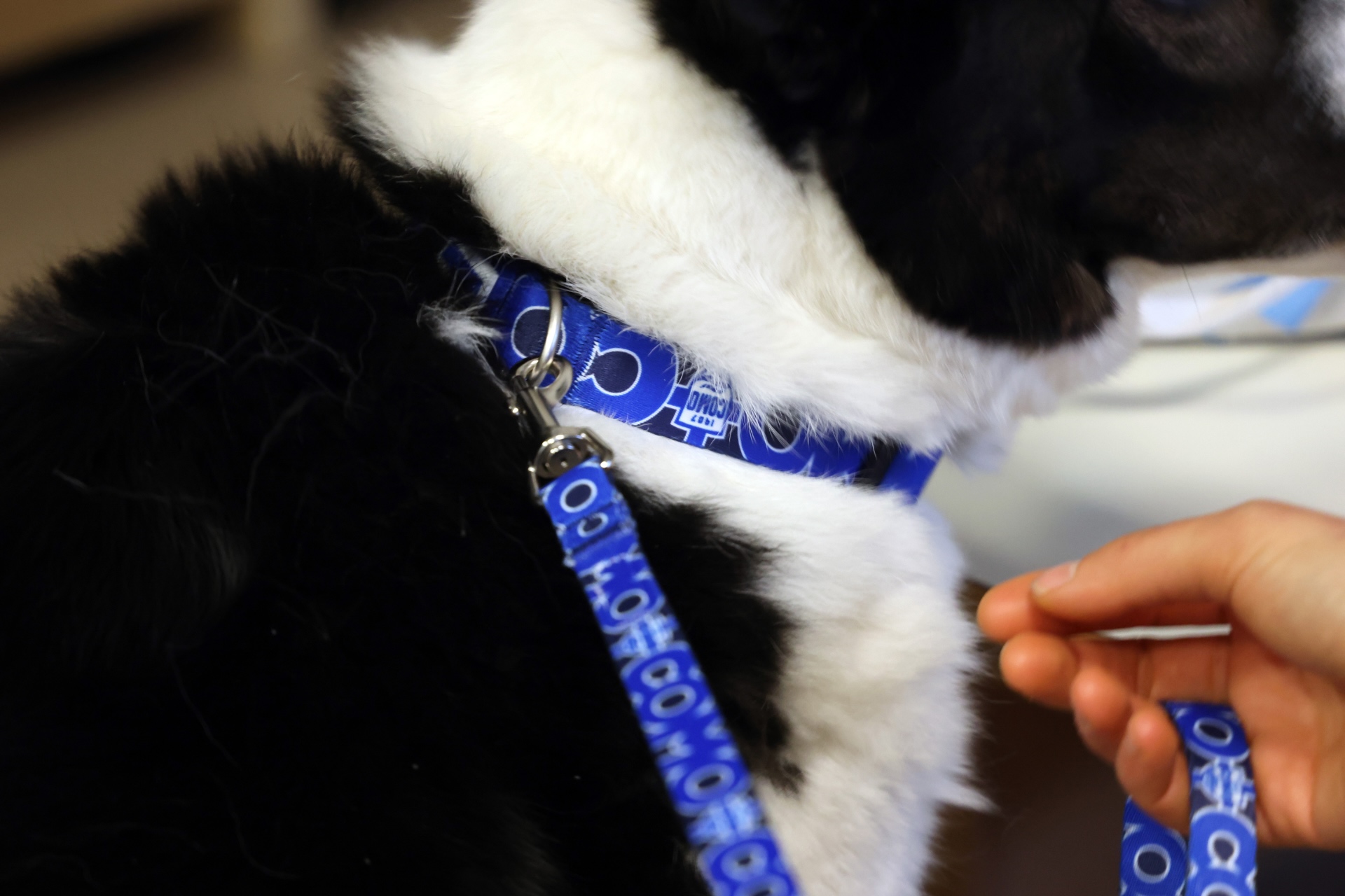 Como 1907 Strengthens Its Social Commitment by Supporting Our Furry Friends as Well